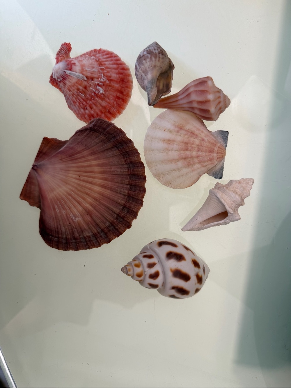 Coastal Seashell Candle Centerpiece in White Star - Picture 15 of 16